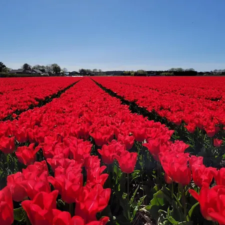 Zeesterflat 117 דירה