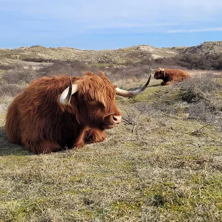 Zeesterflat 117 דירה אגמונד אן זי