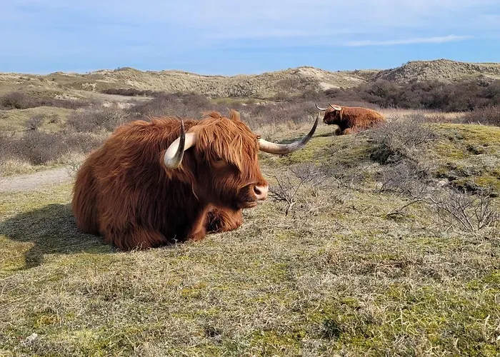 Zeesterflat 117 Apartment Egmond aan Zee